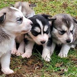 Siberian Huskies from Wildside Farms