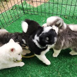 Pomsky Puppies from Bitz of Spitz