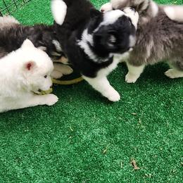 Pomsky Puppies from Bitz of Spitz