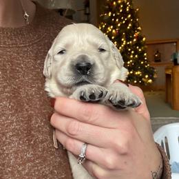 Princess Peach (pink collar) - Light golden female Golden Retriever puppy in Waynesburg, Ohio from Avalon English Retrievers