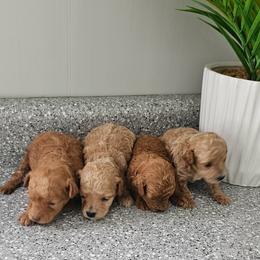 Poodle puppies from Poodle Me Crazy