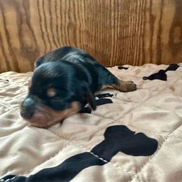 Peep - Black and tan female Dachshund puppy in Wolf Lake, Indiana from Canisteo Dachshunds