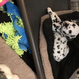 Dalmatian Puppies from Revere Dalmatians