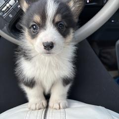 V-9.  Monet - Black and tan female Pembroke Welsh Corgi puppy in Sanford, Michigan from Tambali Pembroke Welsh Corgis