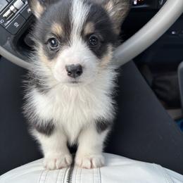V-9.  Monet - Black and tan female Pembroke Welsh Corgi puppy in Sanford, Michigan from Tambali Pembroke Welsh Corgis