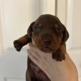 Aymeric - Chocolate and tan male Dachshund puppy in Conroe, Texas from R&M Dachshunds