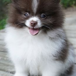 Pomeranians from Elena's Pomeranians