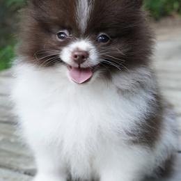Pomeranians from Elena's Pomeranians