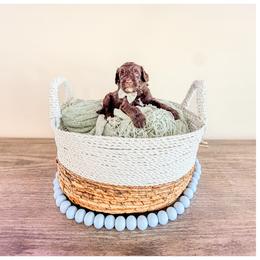 Slate - Brown male Bernedoodle puppy in Lake City, Florida from 224 Doodles and Poodles