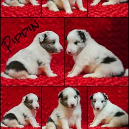 Shetland Sheepdog Puppies from Henotic Homestead's Shetland Sheepdogs