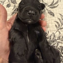 Esther - Black and tan female Dachshund puppy in Troup, Texas from Darling Doxies