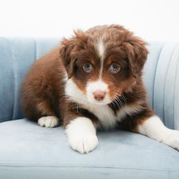Hazel - Red tri-color female Miniature American Shepherd puppy in Elmwood Park, Illinois from Goldens&MiniAussiesWithFinesse