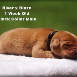 Black collar male - Yellow male Labrador Retriever puppy in Huntington, Texas from Soggy Bottom Retrievers