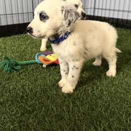 Skittles LUA long coat - White and black male Dalmatian puppy in Sedalia, Missouri from Missouri Dalmatians