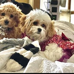 Cavapoo Puppies from Dallas Designer Dogs