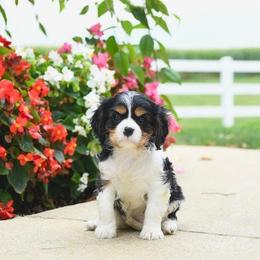 Allyson - Tri-color female Cavalier King Charles Spaniel puppy in Sacramento, California from Edens Edge Cavaliers