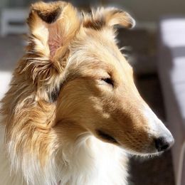 Collies and Companion Crosses from Oasis Companion Canines