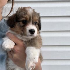 Pembroke Welsh Corgi Puppies from South Shore Corgis