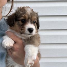 Pembroke Welsh Corgi Puppies from South Shore Corgis