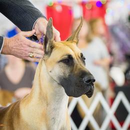 Ellie - Great Dane