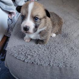 Bloo - Sable male Pembroke Welsh Corgi puppy in Fort Collins, Colorado from Sweet Tooth Companions