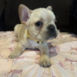 Lily - Fawn and white female French Bulldog puppy in Sellersburg, Indiana from Top Notch Frenchies