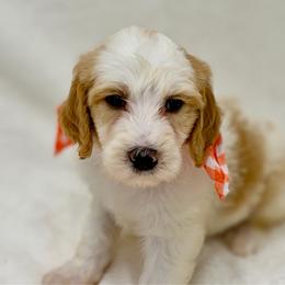 Loofah - Red male Bernedoodle puppy in Hegins, Pennsylvania from Bubbling Springs Doodles, LLC