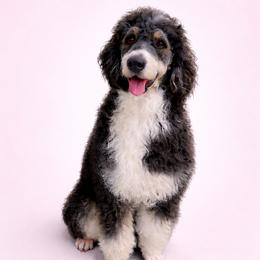 Daisy - Bernedoodle