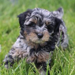 Ollie - Merle male Whoodle puppy in West Bend, Iowa from Blue Skies Terriers
