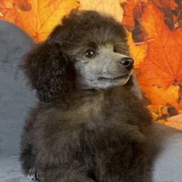 Pink Collar Girl - Silver female Poodle puppy in Kingston, Oklahoma from Tribal Poodles