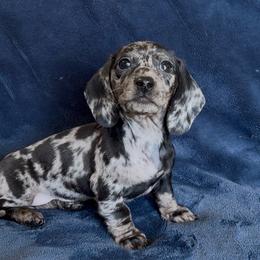 Bora Bora - Dapple female Dachshund puppy in Escalon, California from Dashing Dachshunds RF