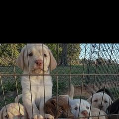 Labrador Retriever Puppies from Shannon Sandifer