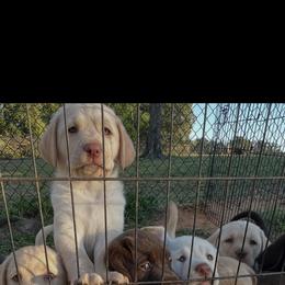 Labrador Retriever Puppies from Shannon Sandifer