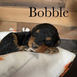 Aussiedoodle, Bernedoodle, Poodle, and Sheepadoodle Puppies from Draper Mountain Doodles