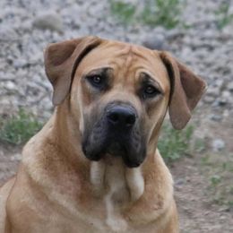 Leia - Boerboel