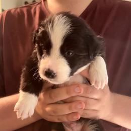 Rigby - Black and white male Border Collie puppy in Lebanon, Oregon from Cahill’s Canines