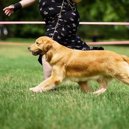 Juliet - Golden Retriever