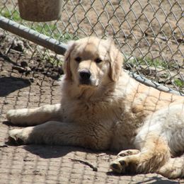 Golden Retriever Puppies from OPK Goldens