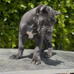 Girl 2 - Gray female Cane Corso puppy in California from Donato Kennels