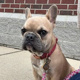 Cardi - French Bulldog