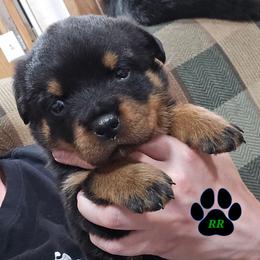 Diesel - Black and mahogany male Rottweiler puppy in Tangent, Oregon from Raya's Royals