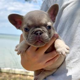 Lilac Fawn Boy(Orange collar)(Truly x Drip) - Tricolors male French Bulldog puppy in Gulf Breeze, Florida from SW Frenchies