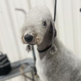 Bedlington Terriers from Three Silo Bedlington Terriers