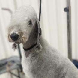 Bedlington Terriers from Three Silo Bedlington Terriers