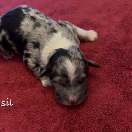 Basil - Blue merle male Aussiedoodle puppy in Cartersville, Georgia from Simply Blessed Doodles