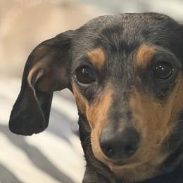 Dachshunds and French Bulldogs from Britany’s Boujee Breeds
