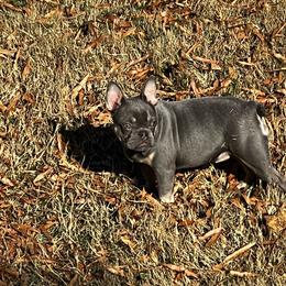 Laena - French Bulldog