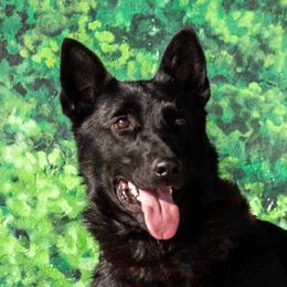 Vendetta - German Shepherd