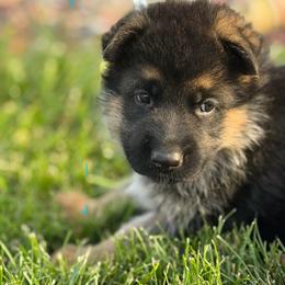 Light blue - Black and tan male German Shepherd puppy in La Salle, Colorado from Pure Heart German shepherds