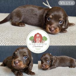 White collar 2900 - Chocolate and tan male Dachshund puppy in Texarkana, Arkansas from Dogwood Acre Dachshunds